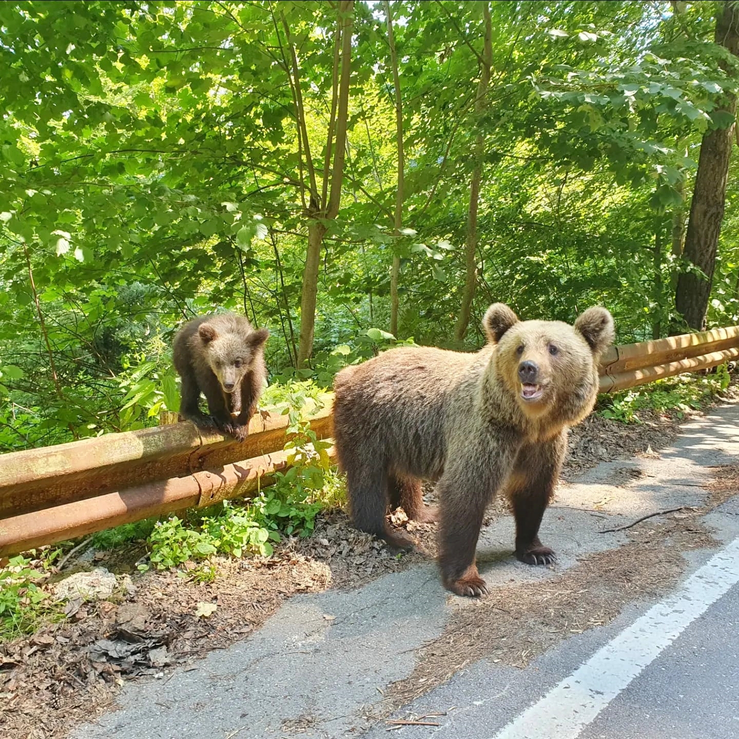 Urși pe Transfăgărășan