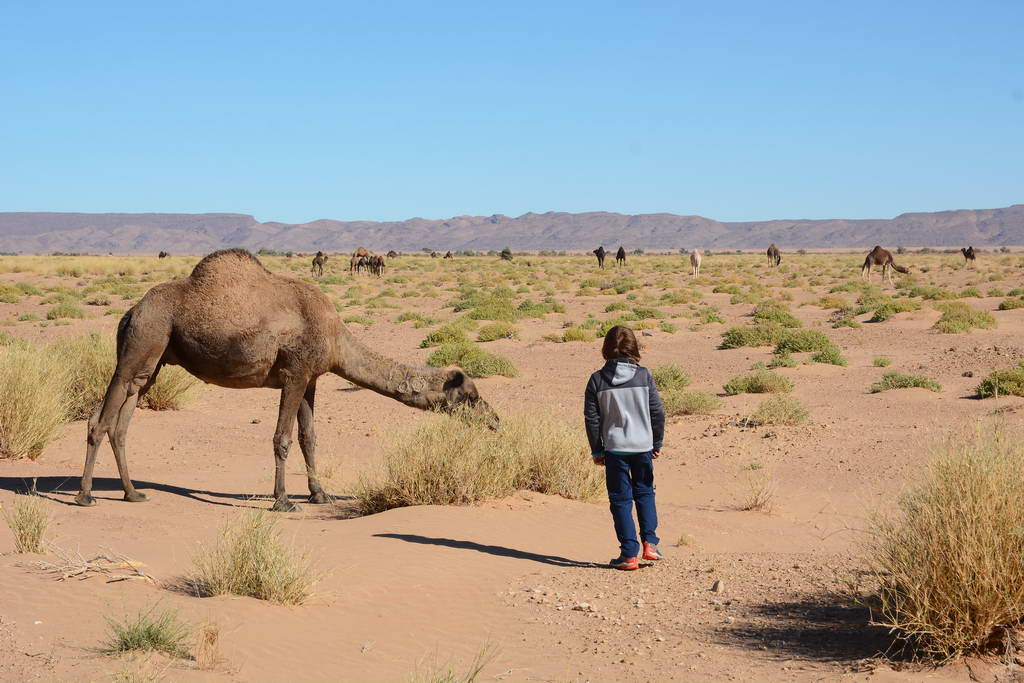 kids looking at camels during a safari in Moroccan Sahara