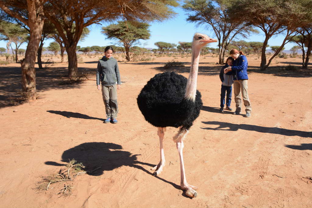strut in desertul din Maroc vazut in timpul unui safari in Erg Lihoudi